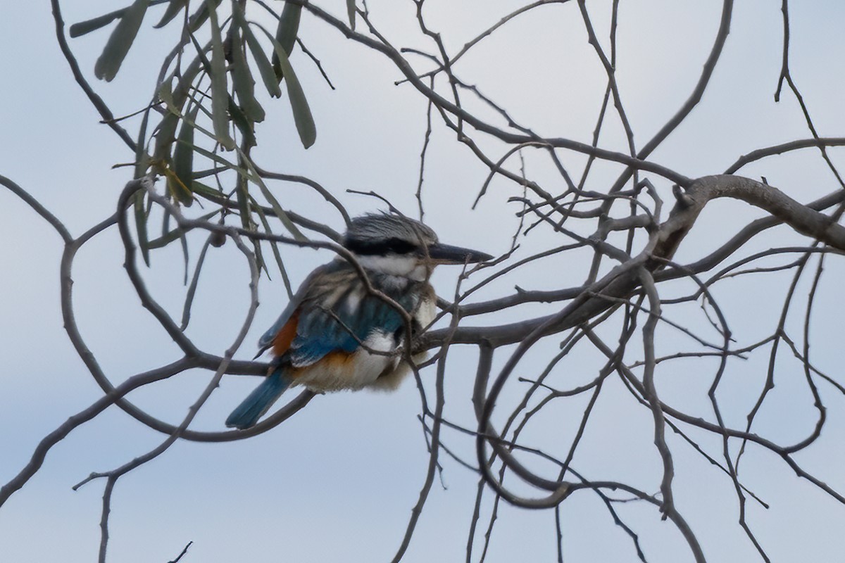 Red-backed Kingfisher - ML619927460