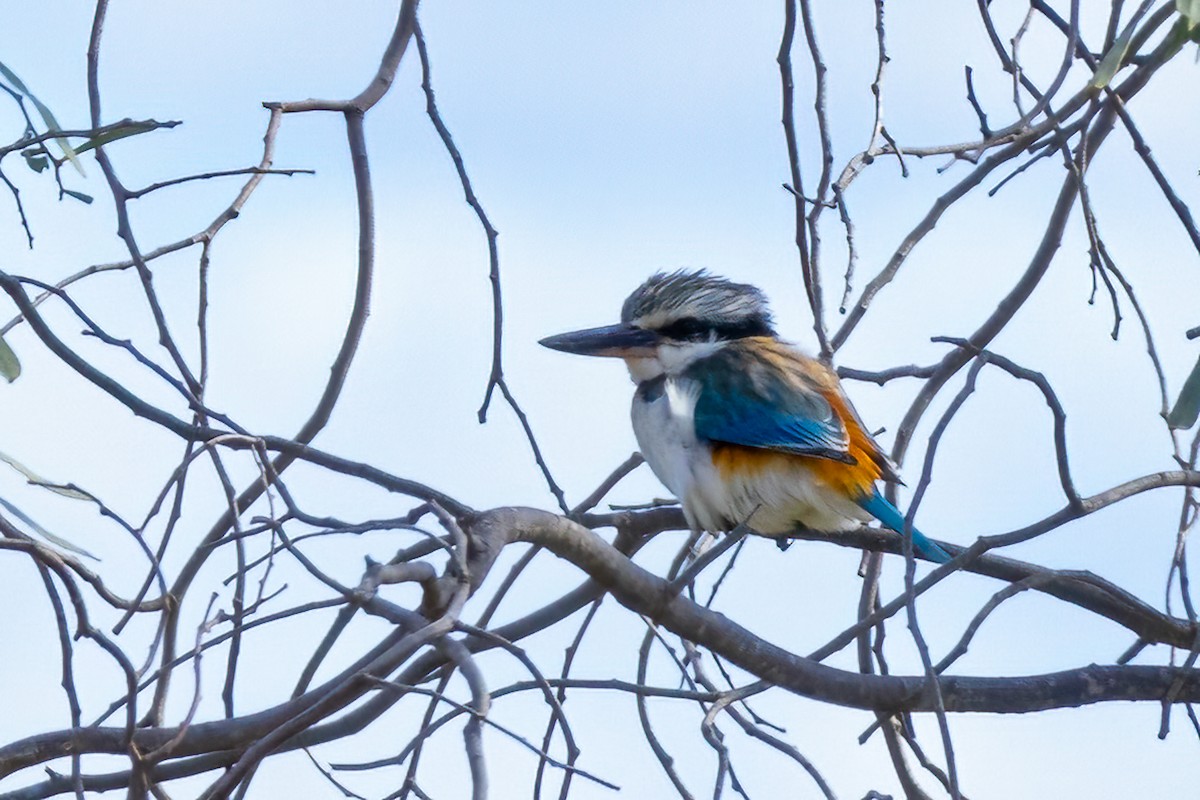 Red-backed Kingfisher - ML619927461