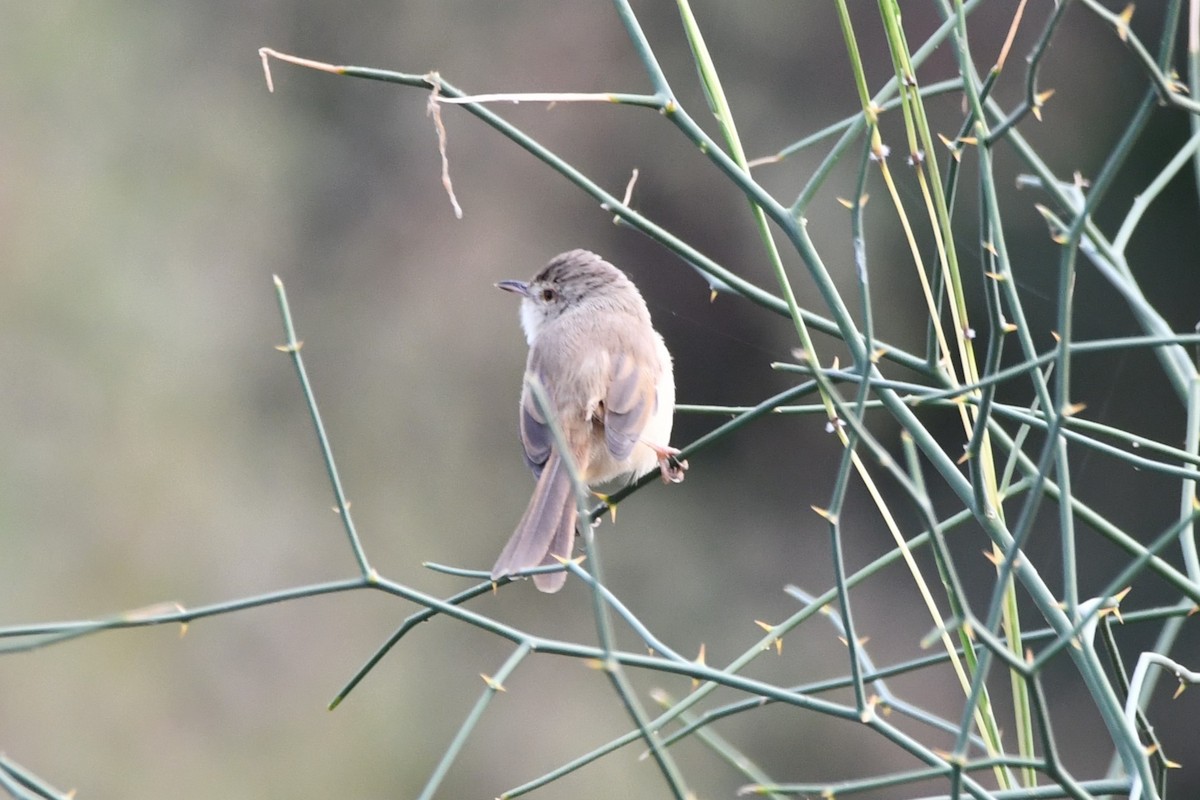 Plain Prinia - ML619927470