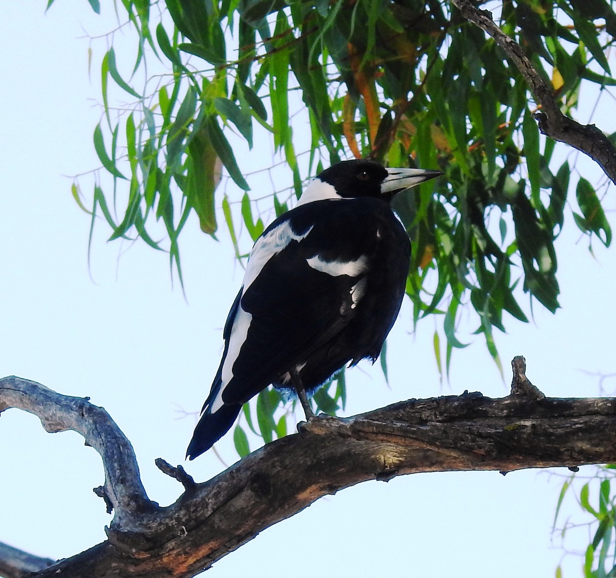Australian Magpie (Black-backed) - ML619927474