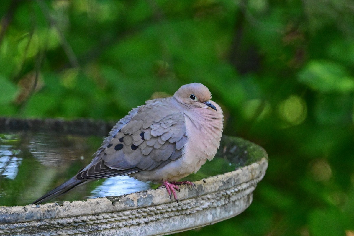 Mourning Dove - ML619927475