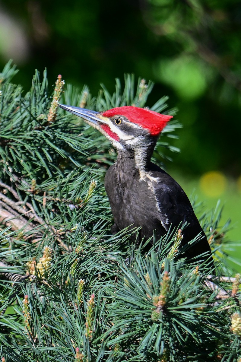Pileated Woodpecker - ML619927484