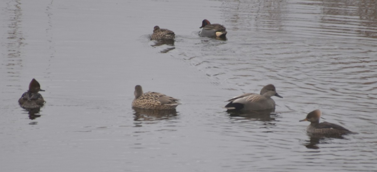 Green-winged Teal - ML619927491