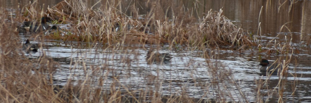 Green-winged Teal - ML619927493
