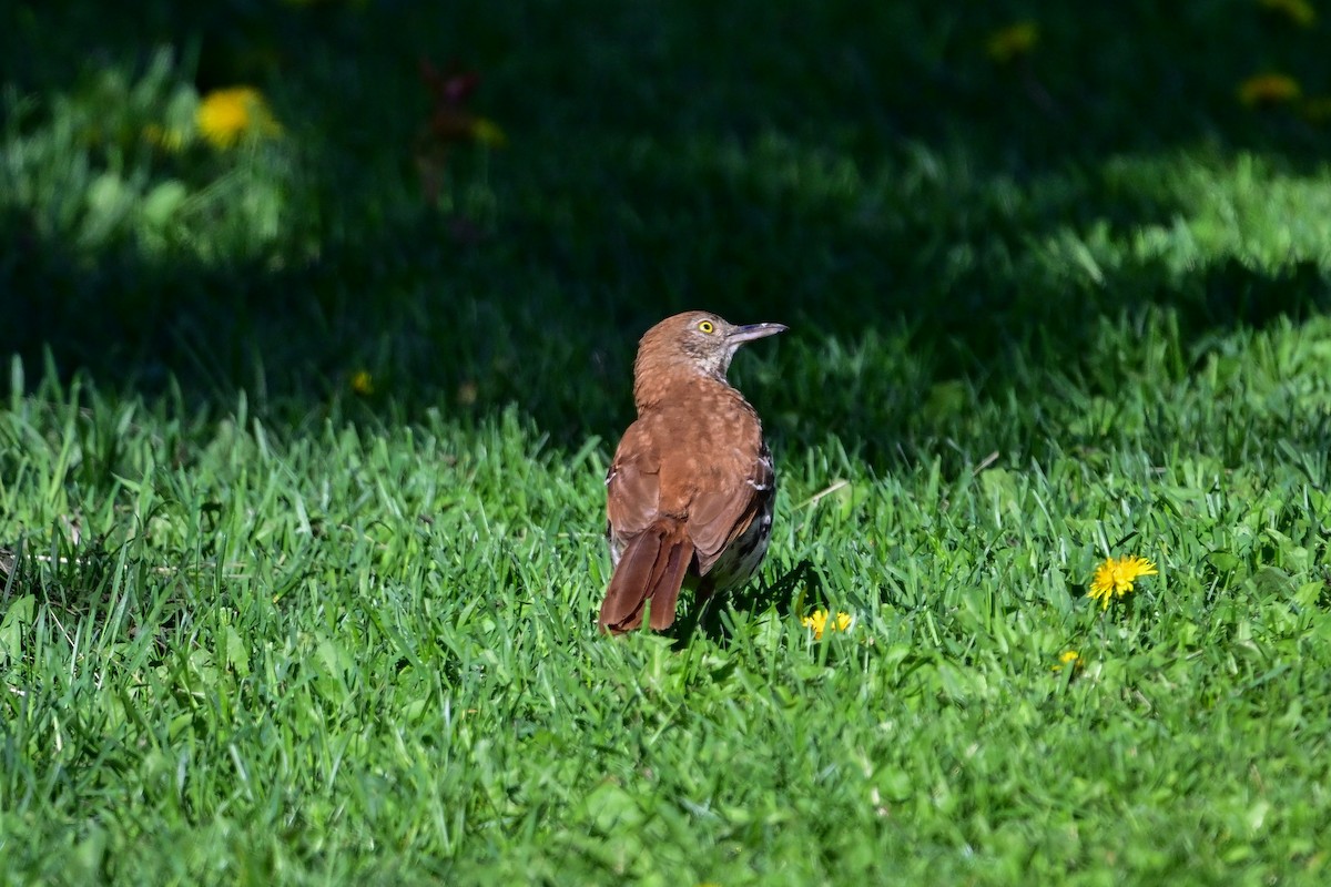 Brown Thrasher - ML619927496