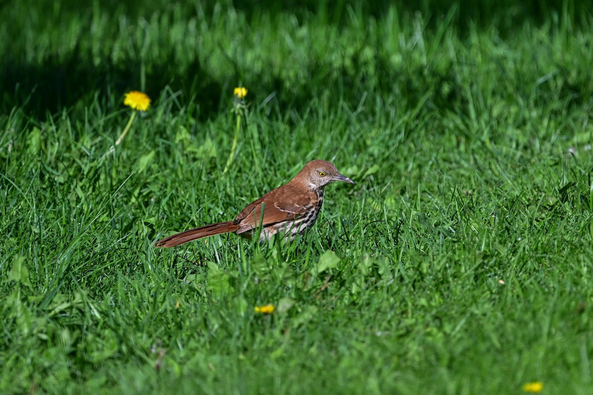 Brown Thrasher - ML619927503