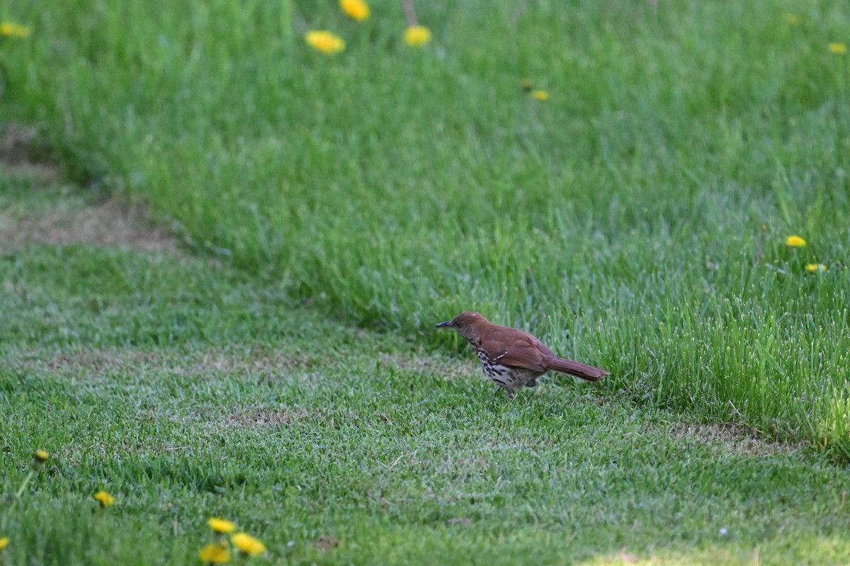 Brown Thrasher - ML619927504