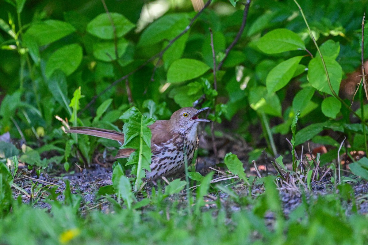 Brown Thrasher - ML619927505