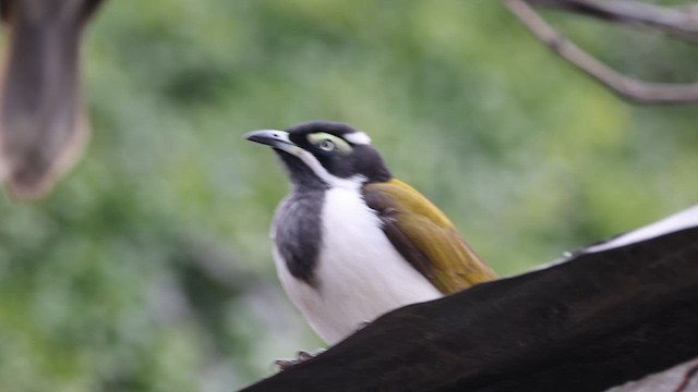 Blue-faced Honeyeater - ML619927532