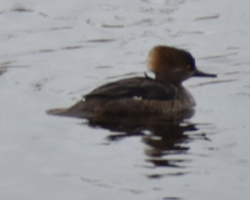 Hooded Merganser - ML619927548