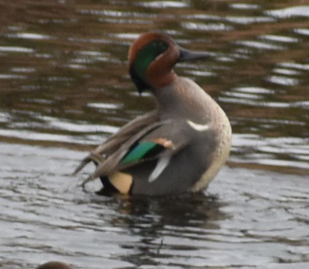 Green-winged Teal - ML619927562