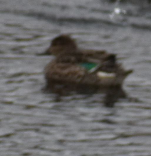 Green-winged Teal - ML619927565