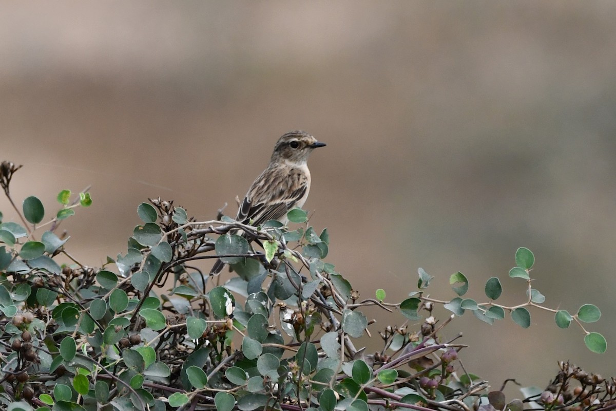 Zitting Cisticola - ML619927567