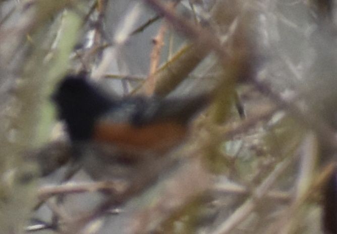 Spotted Towhee - ML619927586