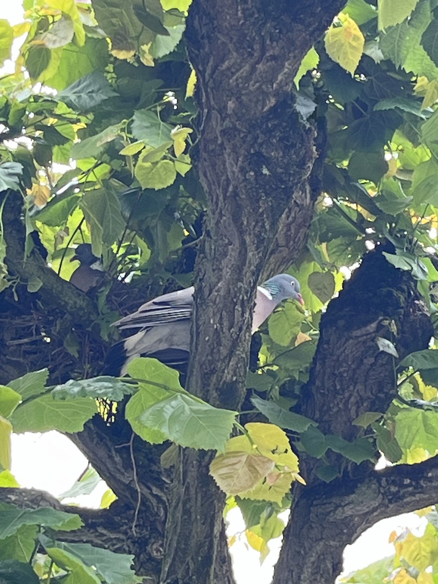 Pigeon ramier - ML619927589