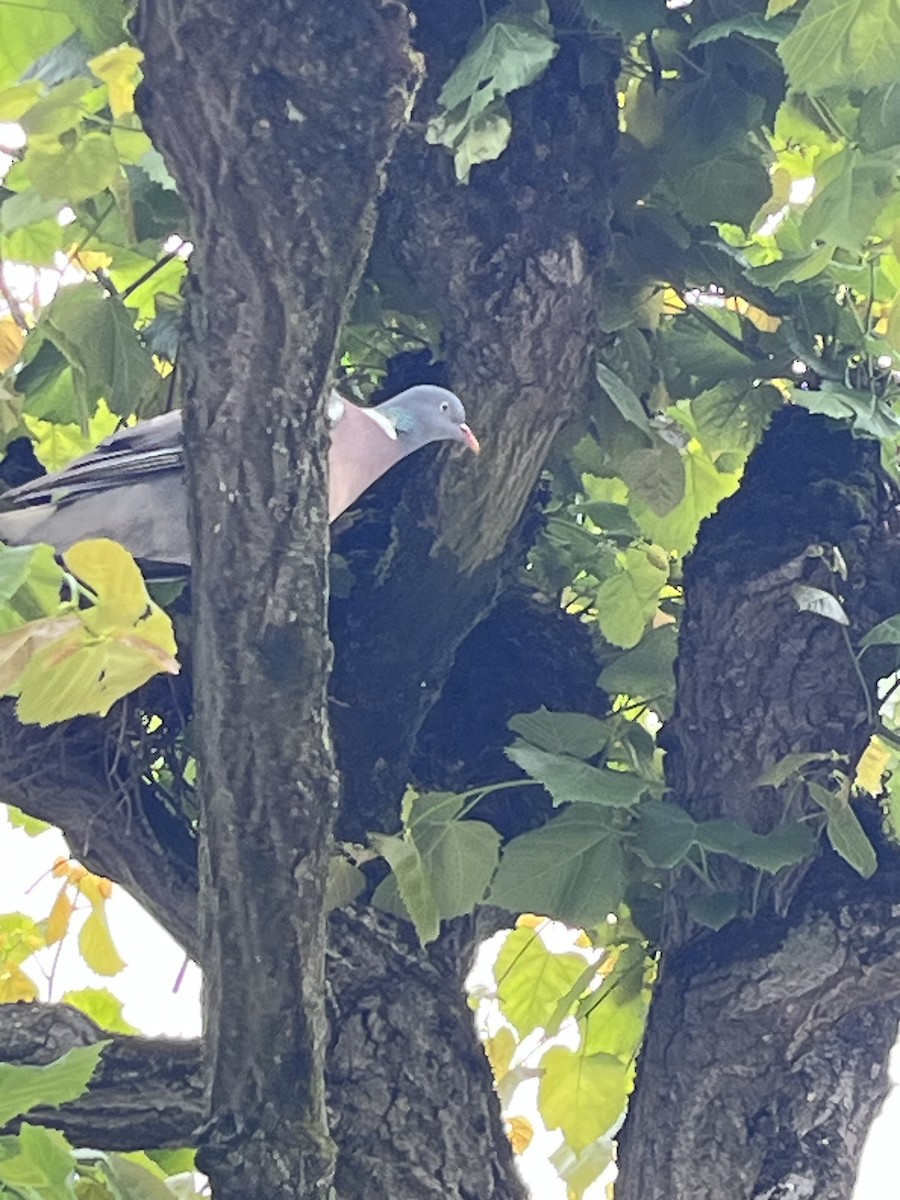Common Wood-Pigeon - ML619927590