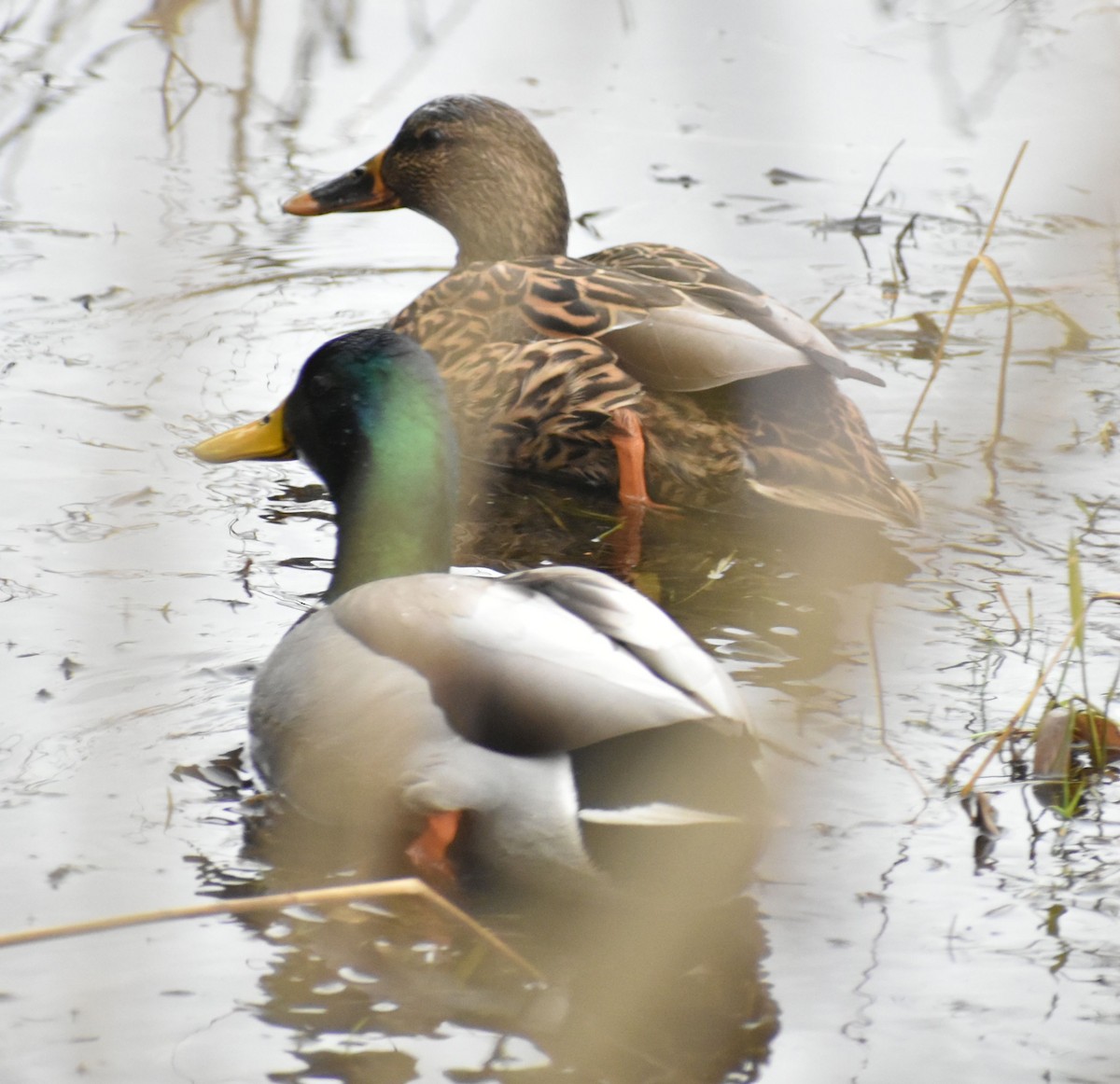 Canard colvert - ML619927604