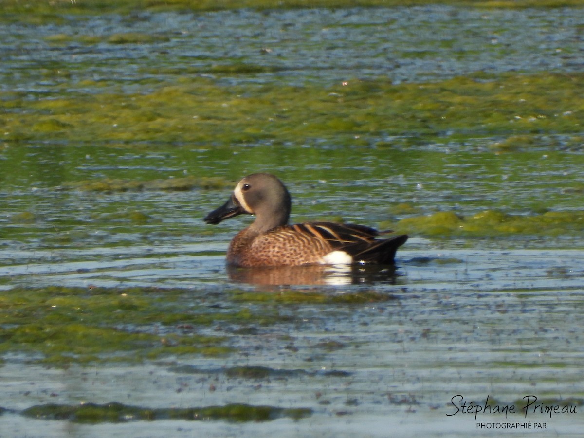 Blue-winged Teal - ML619927613