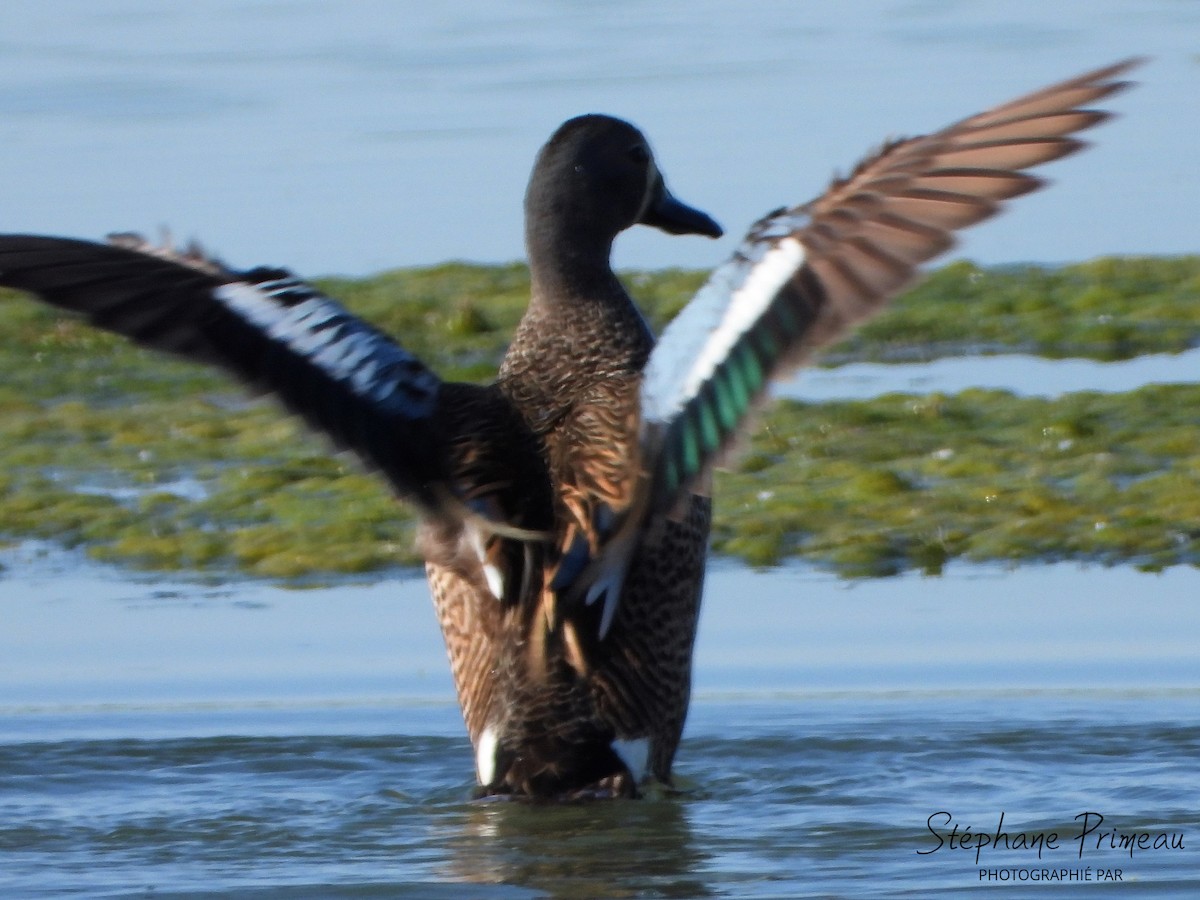 Blue-winged Teal - ML619927614