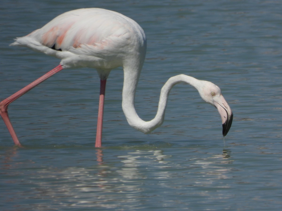 Greater Flamingo - ML619927631