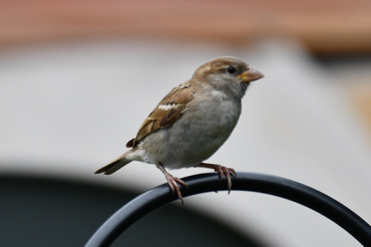 House Sparrow - ML619927636