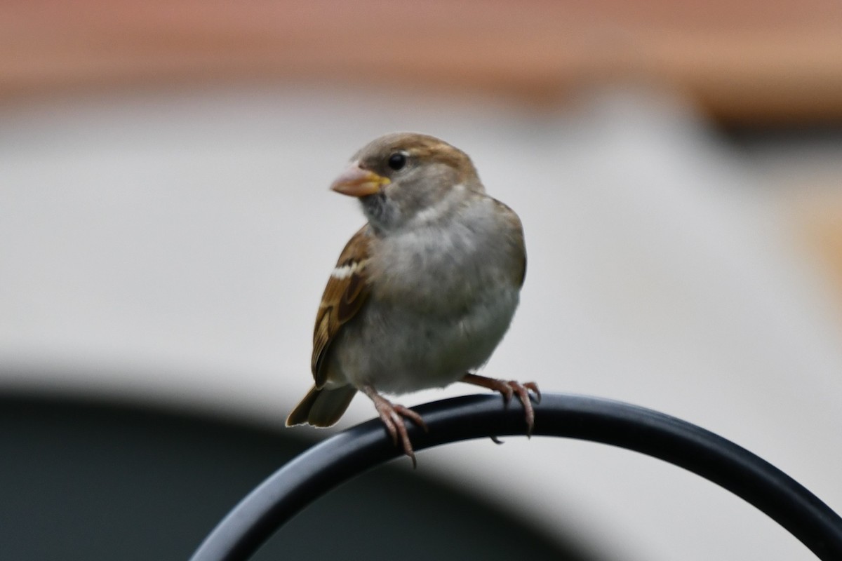 House Sparrow - ML619927638