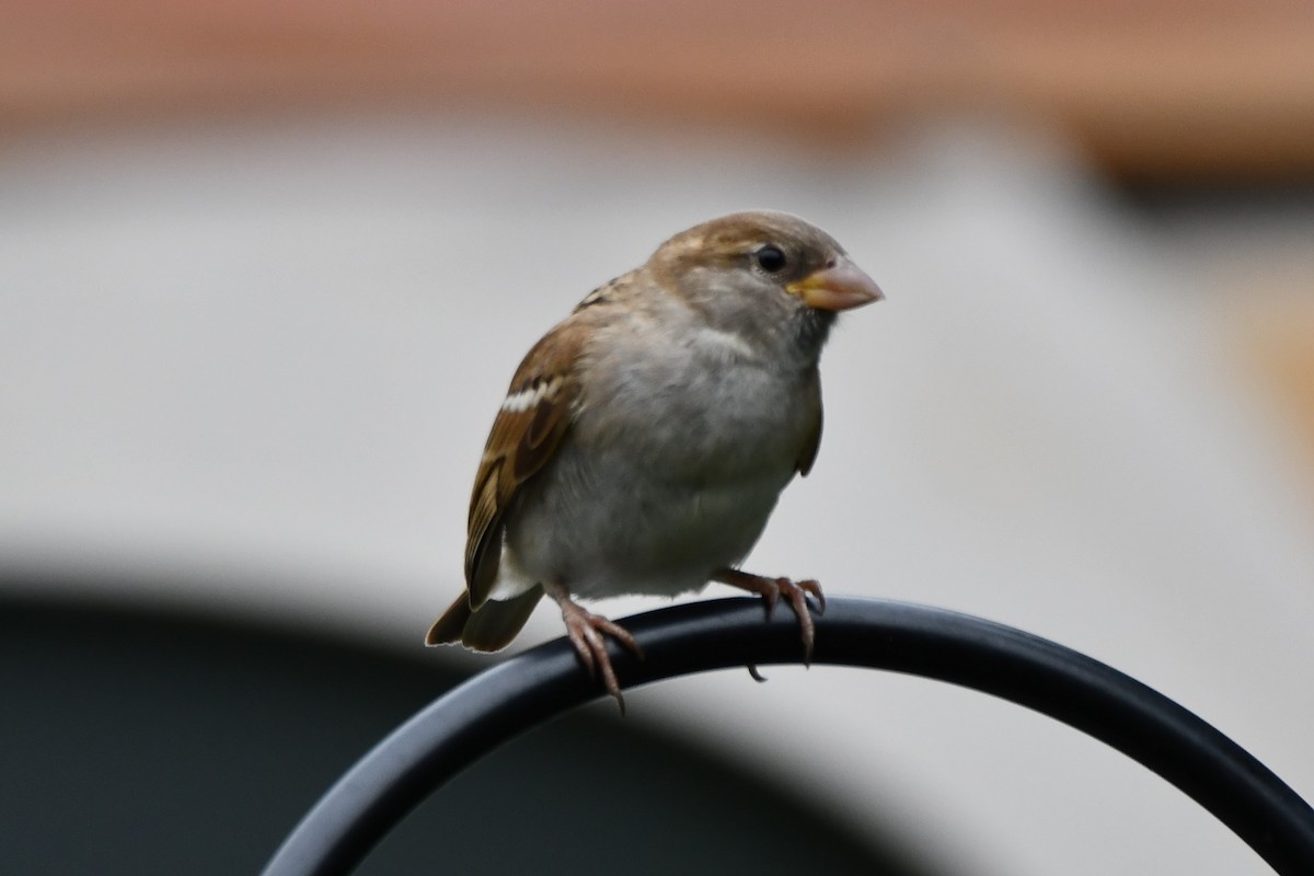House Sparrow - ML619927640