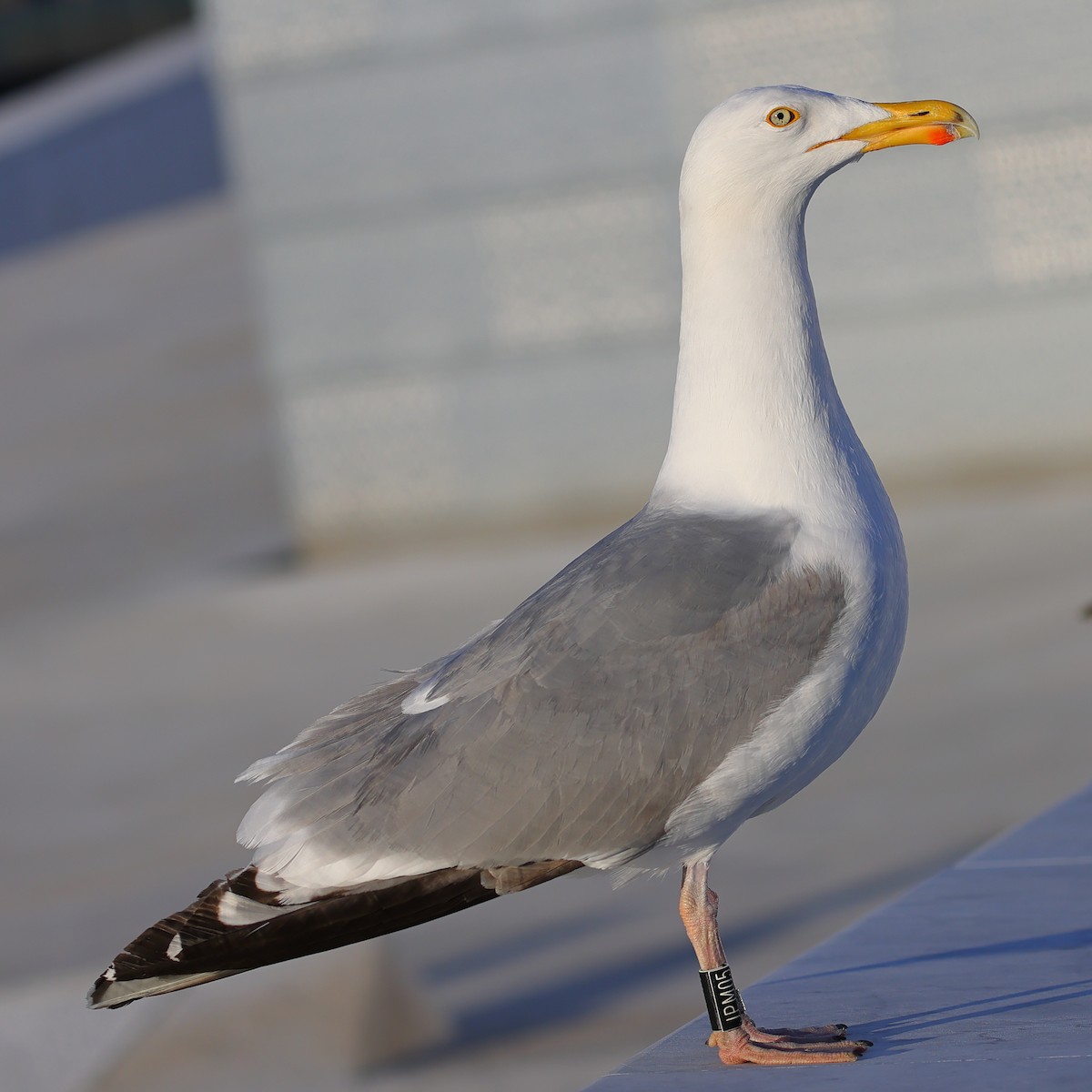 Gaviota Argéntea - ML619927652