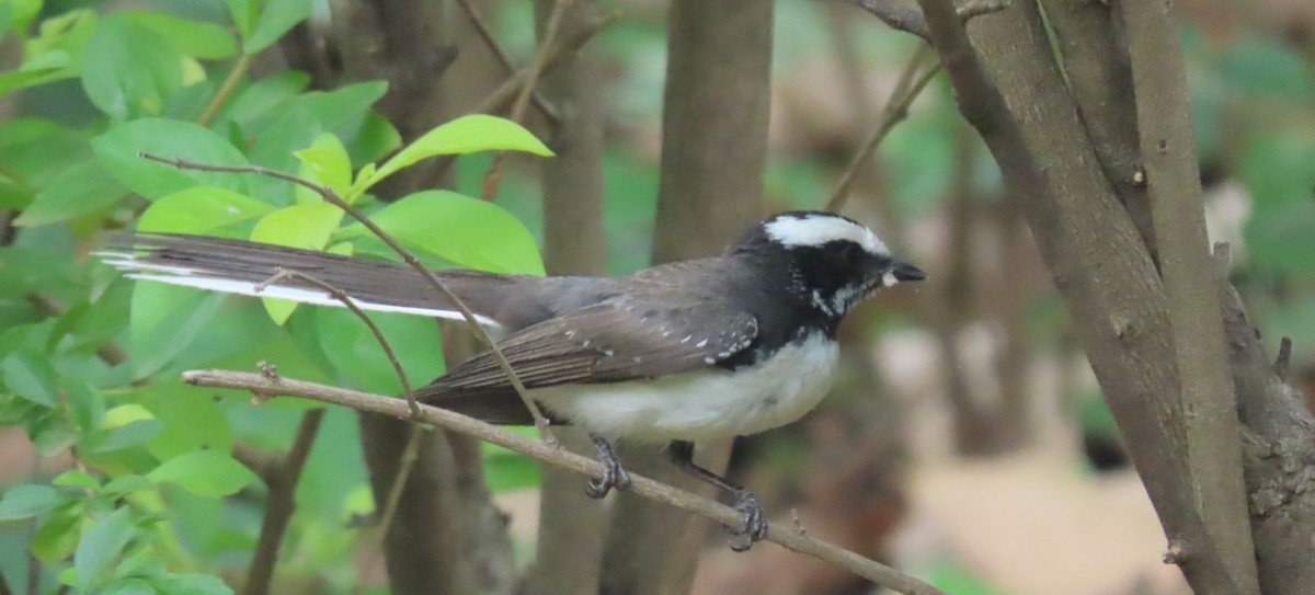 White-browed Fantail - ML619927653