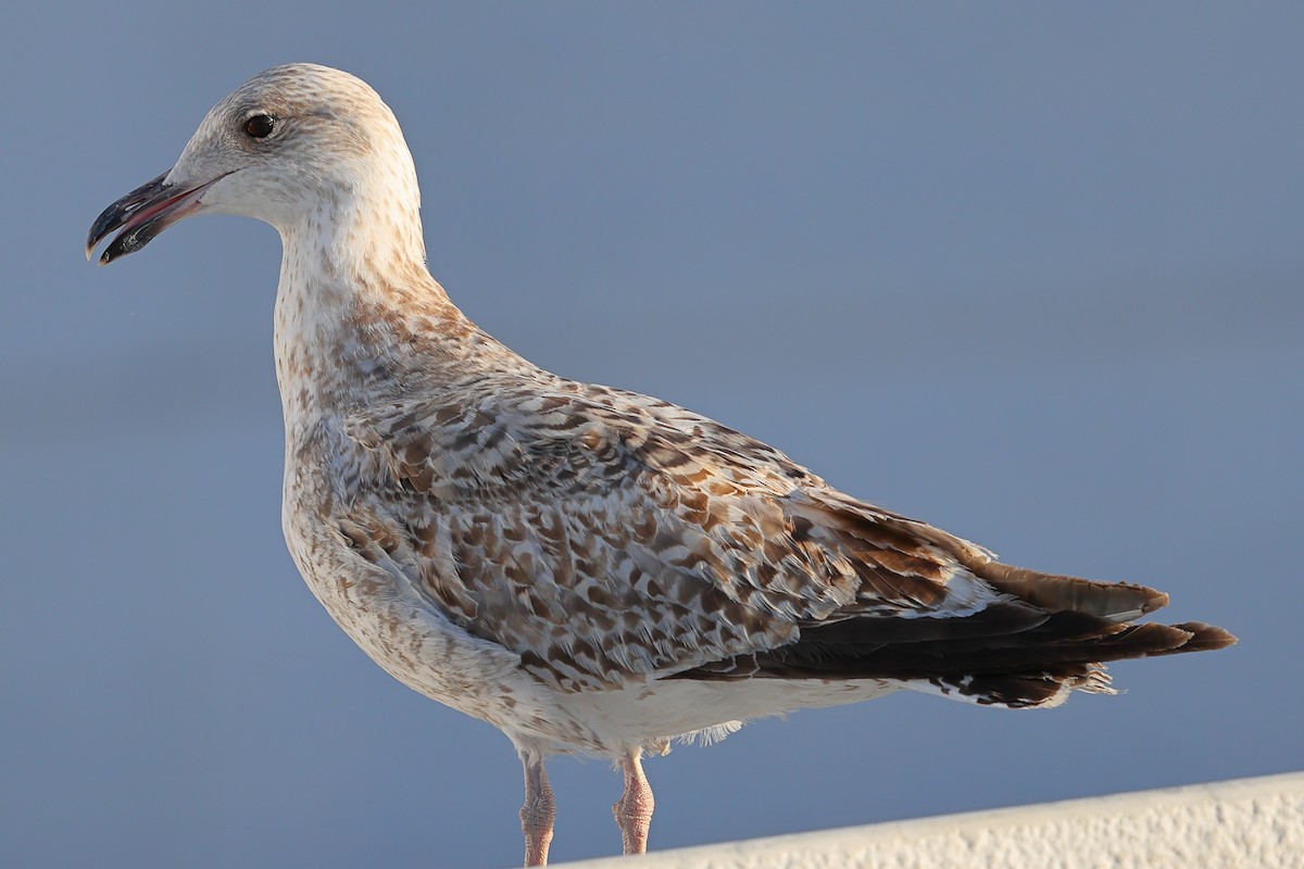 Gaviota Argéntea - ML619927656