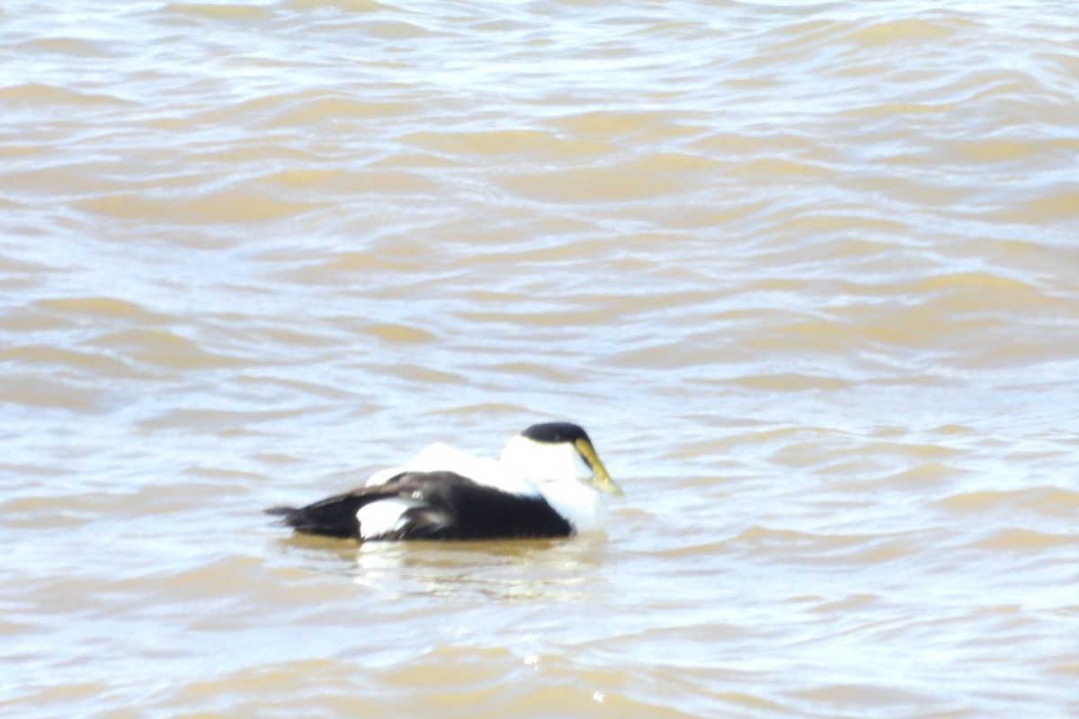 Common Eider - ML619927658