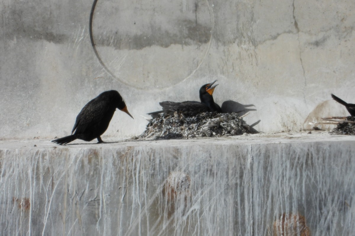 Double-crested Cormorant - ML619927670