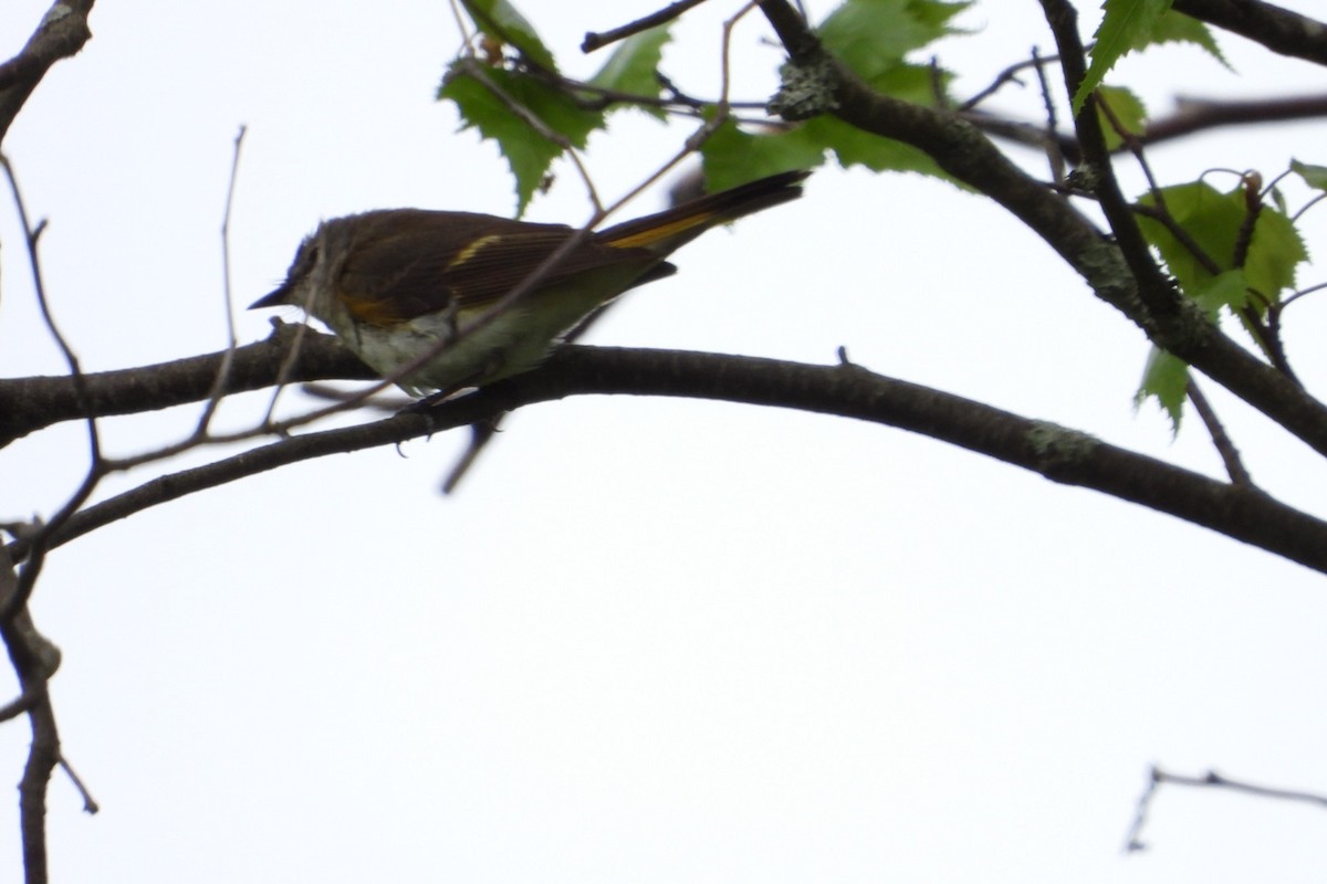 American Redstart - ML619927692