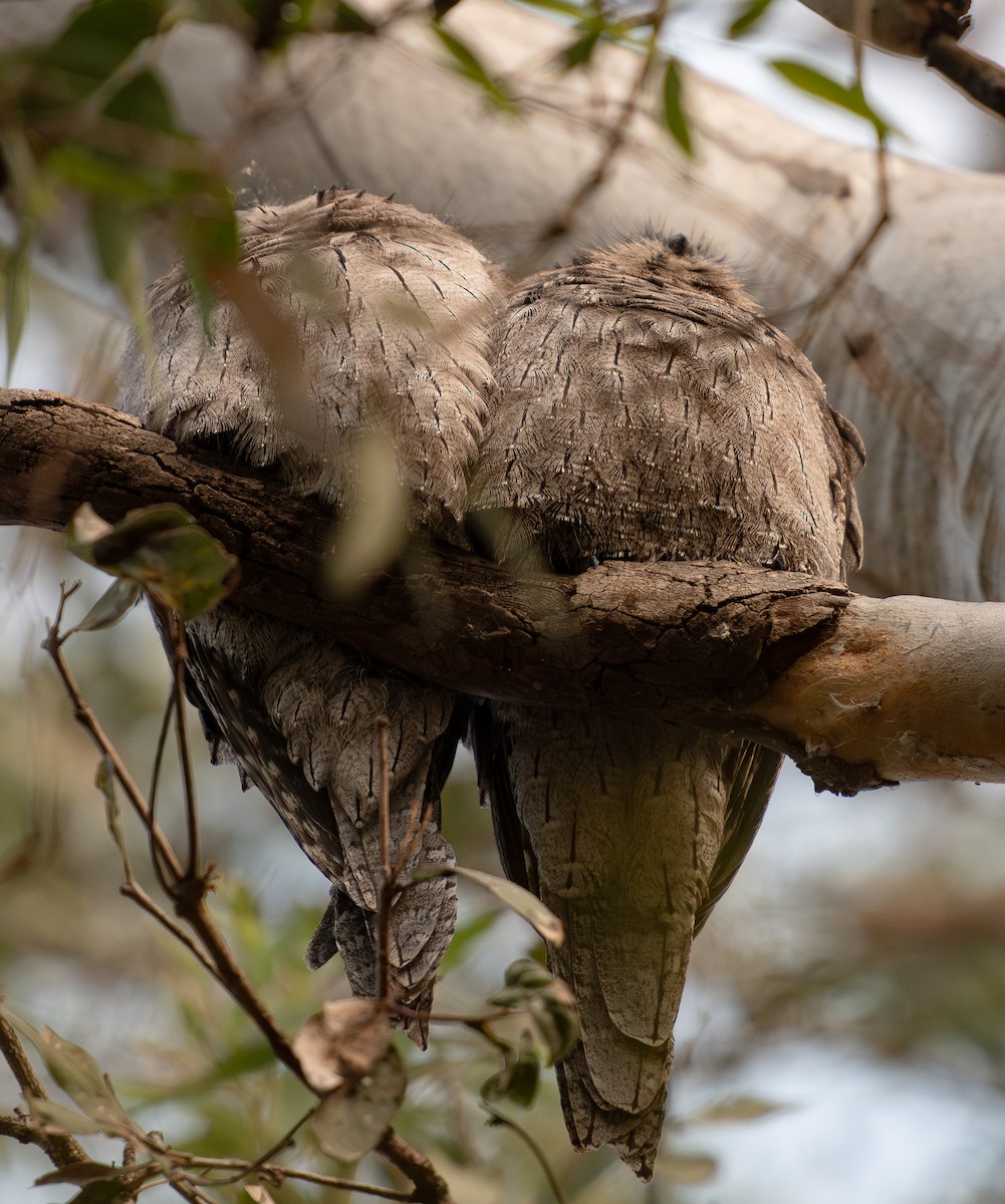 Tawny Frogmouth - ML619927702