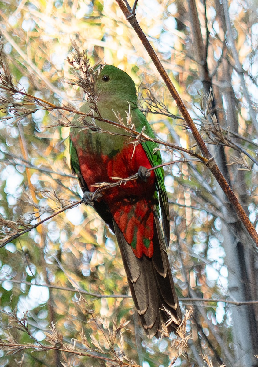 Avustralya Kral Papağanı - ML619927730