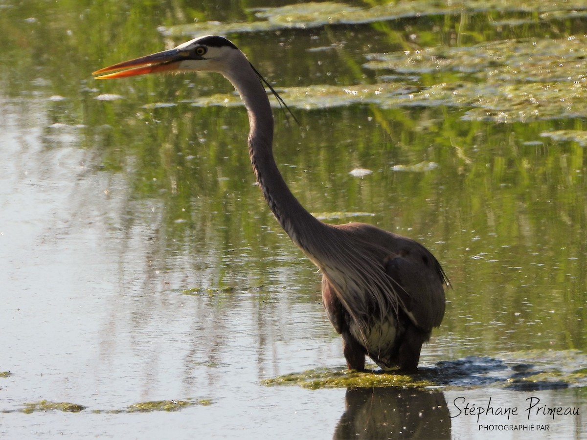 Great Blue Heron - ML619927733