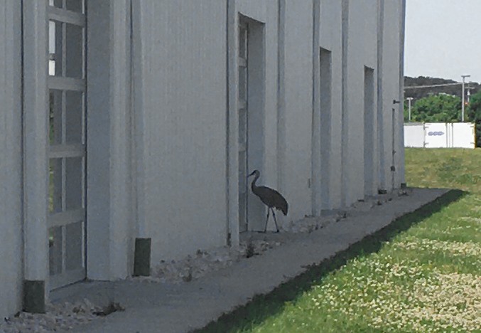 Sandhill Crane - ML619927737