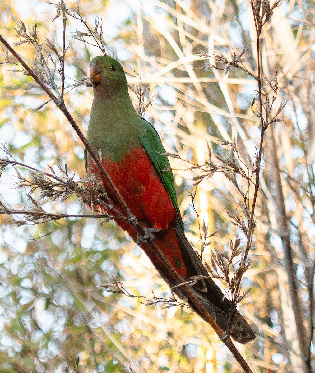 Australian King-Parrot - ML619927738