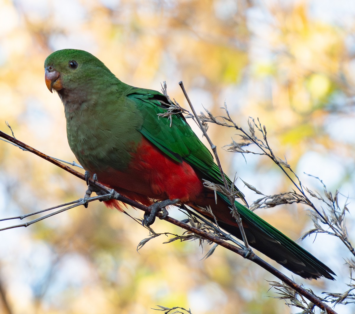 Australian King-Parrot - ML619927740