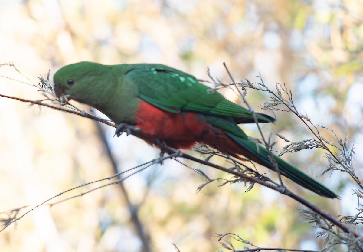 Australian King-Parrot - ML619927744