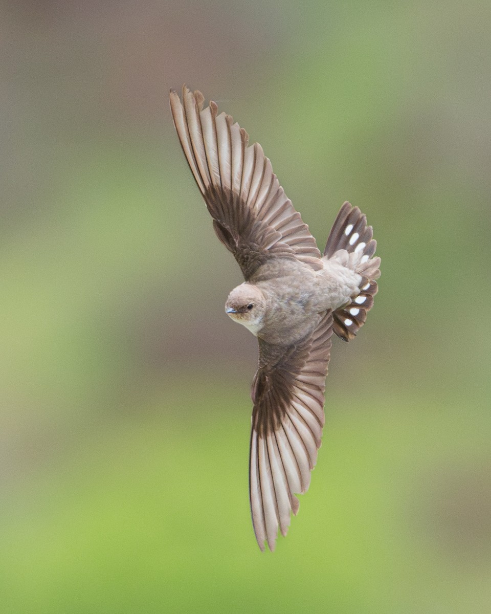 Eurasian Crag-Martin - ML619927745