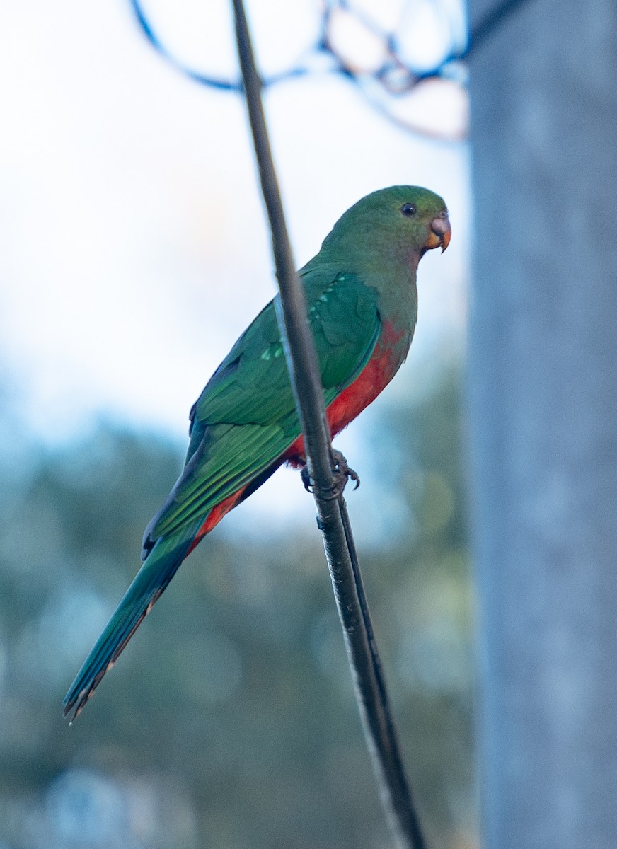 Australian King-Parrot - ML619927747