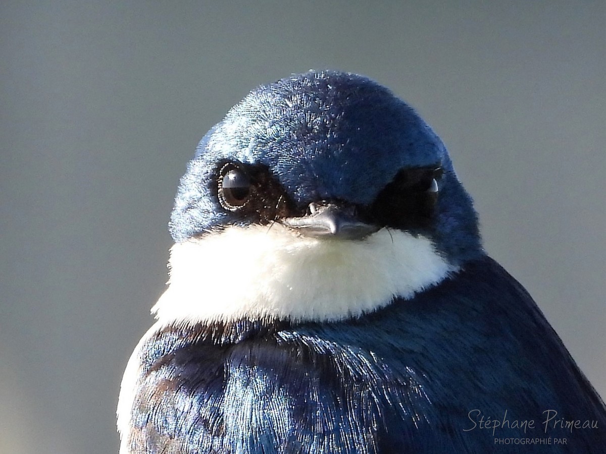 Tree Swallow - ML619927750