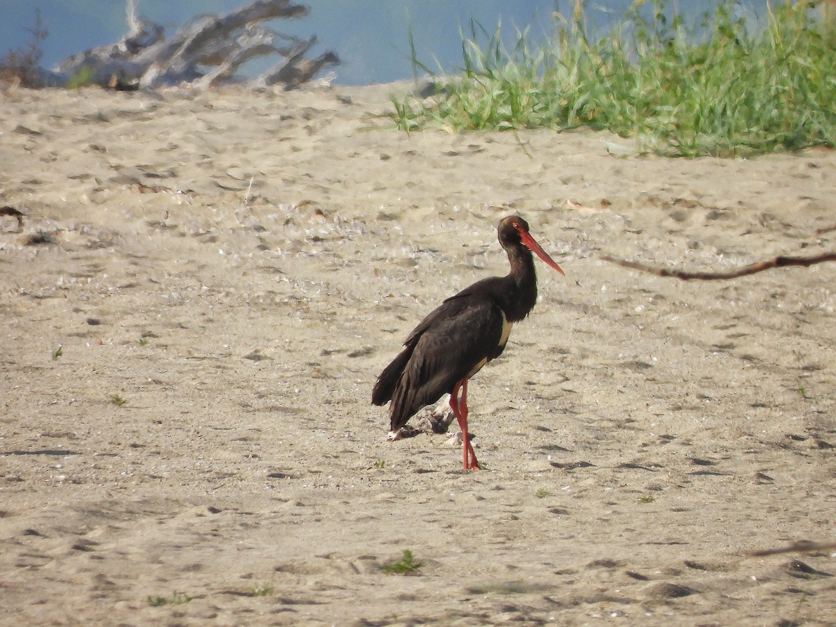 Black Stork - ML619927752