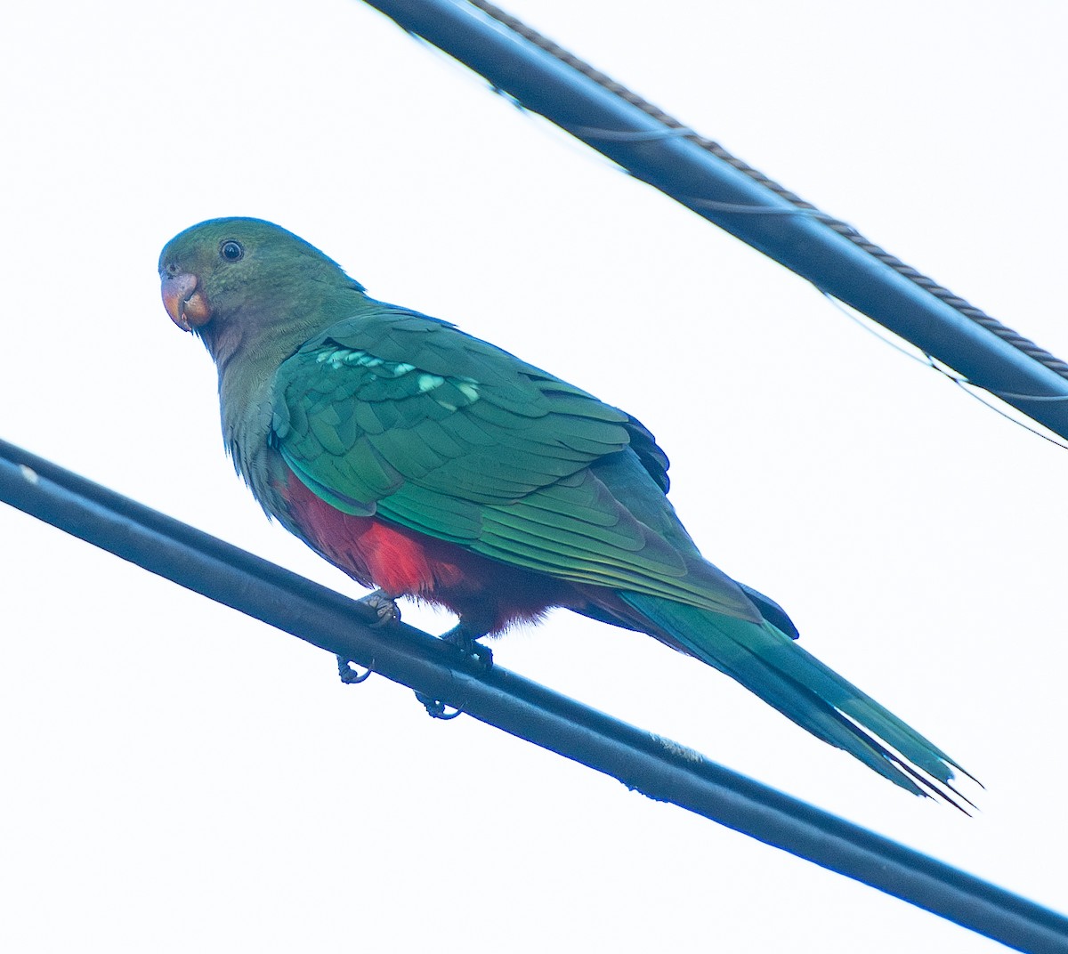 Australian King-Parrot - ML619927753