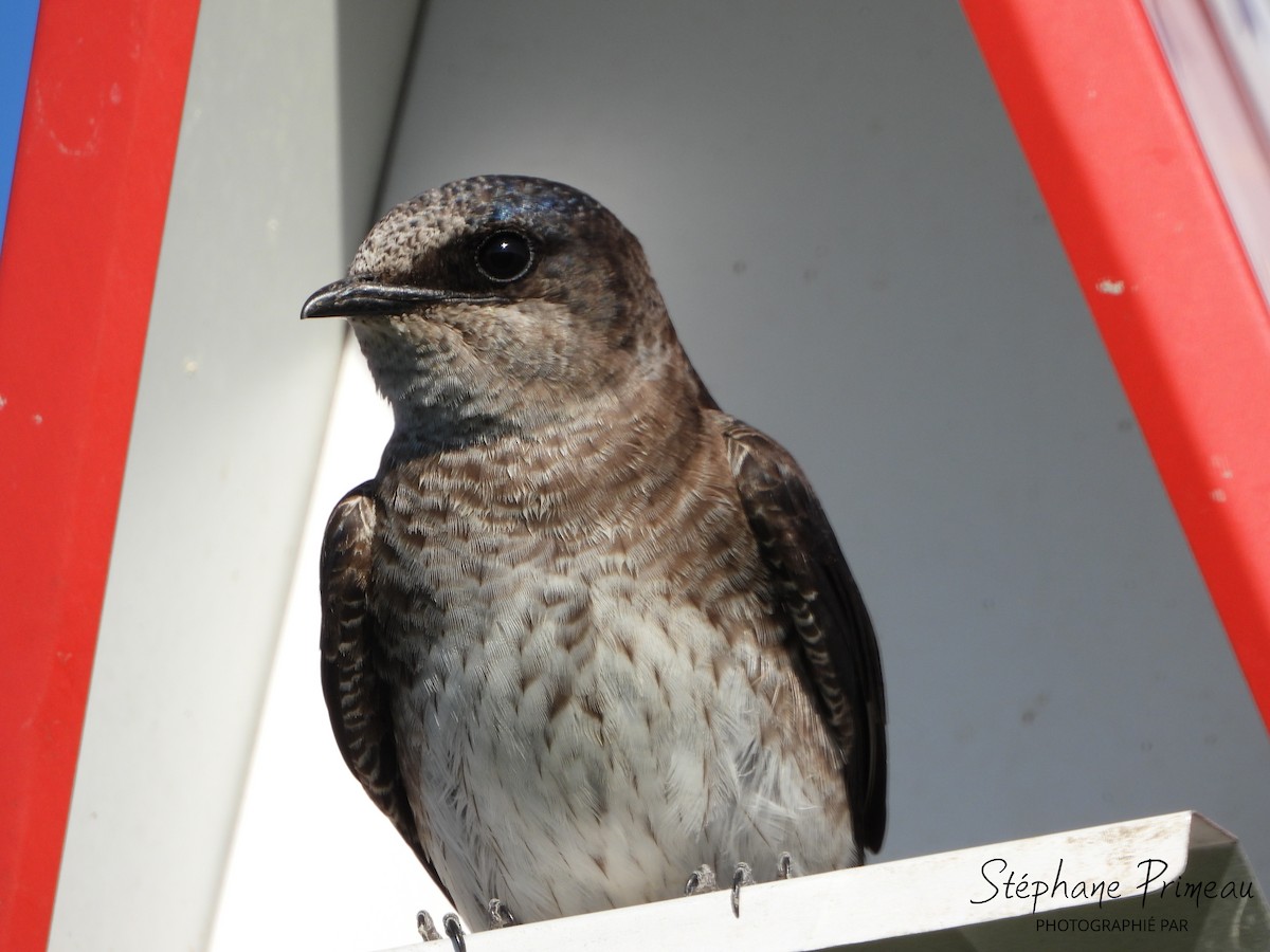 Purple Martin - ML619927767