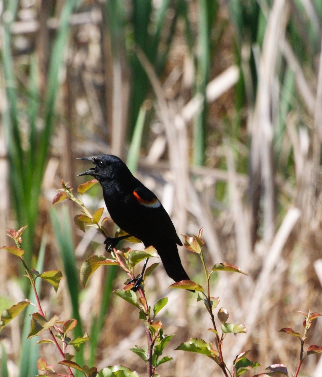 Red-winged Blackbird (Red-winged) - ML619927789
