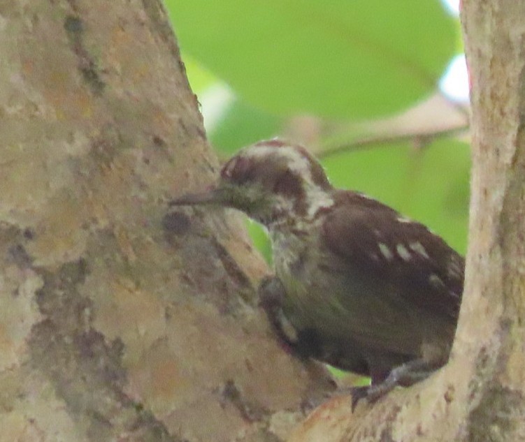 Brown-capped Pygmy Woodpecker - ML619927790