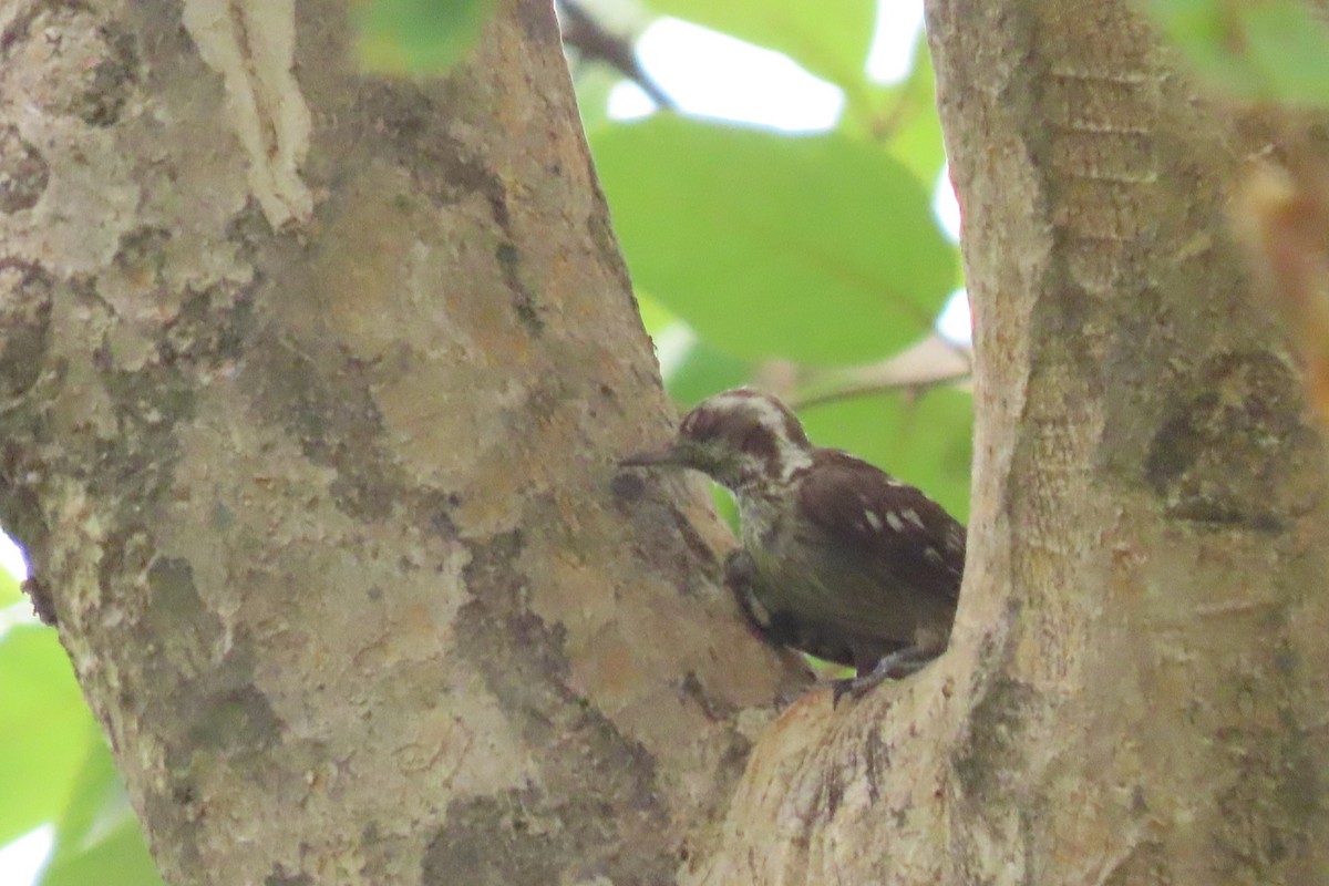 Brown-capped Pygmy Woodpecker - ML619927791