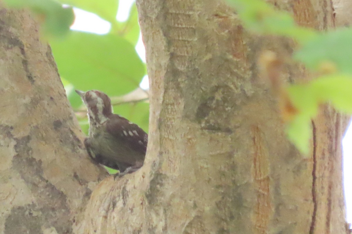 Brown-capped Pygmy Woodpecker - ML619927792